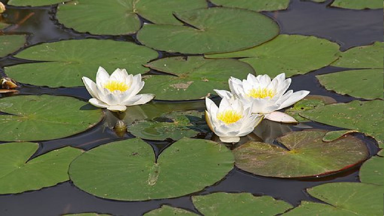 free画像,蓮の花,池