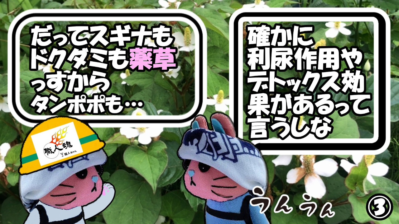 358話,薬草,③